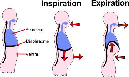 Respiration abdominale Respiration abdominale
